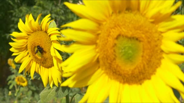 Plantas de girasol en campo — Vídeos de Stock