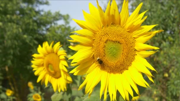 Humla på blommande solros — Stockvideo