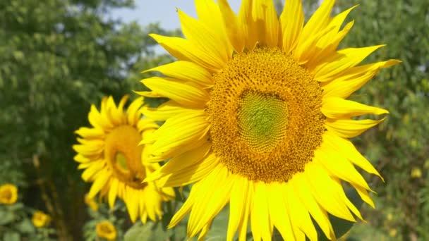 Tournesol dans le champ 