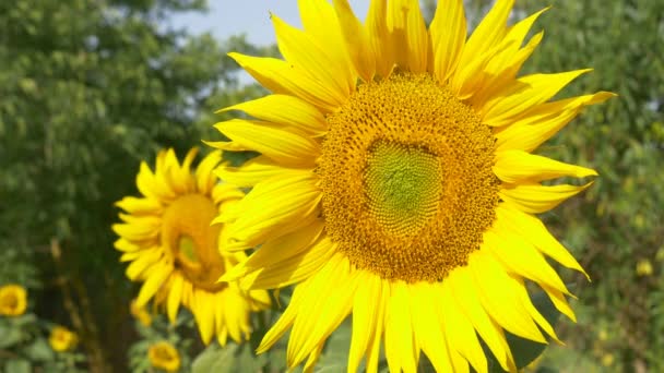Tournesol dans le champ 