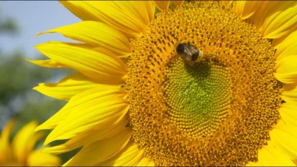 Humla på blommande solros — Stockvideo