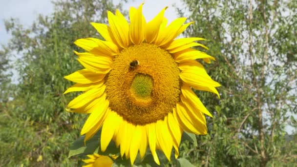 Humla på blommande solros — Stockvideo