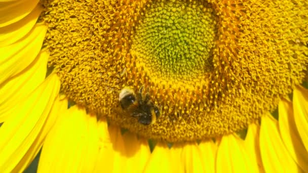 Humlor på blommande solros — Stockvideo