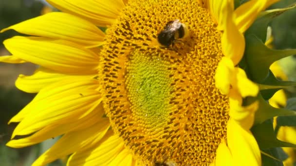 Bumblebees çiçek açan ayçiçeği üzerinde — Stok video