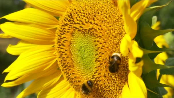 Hommels op bloeiende zonnebloem — Stockvideo