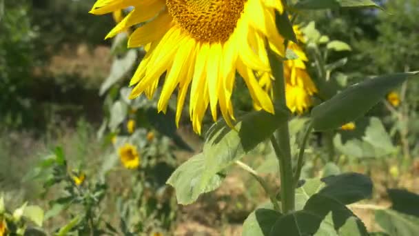 Tournesol dans le champ 