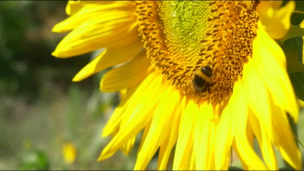 Bourdon sur tournesol en fleurs 