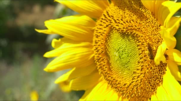 Pszczoła na kwitnący słonecznik — Wideo stockowe