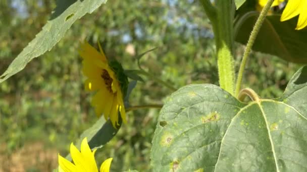 Zonnebloemen planten op gebied — Stockvideo