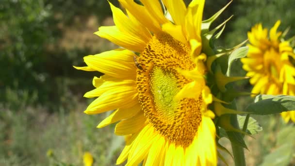 Abeille sur tournesol en fleurs 