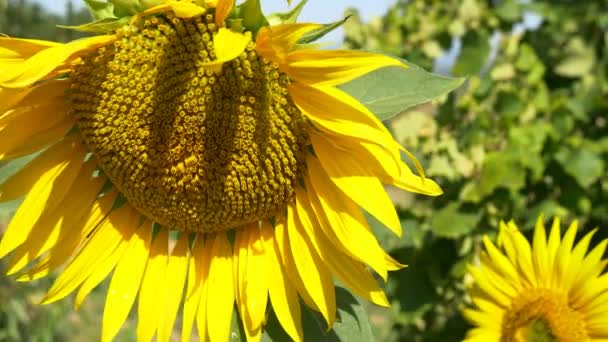 Zonnebloemen planten op gebied — Stockvideo