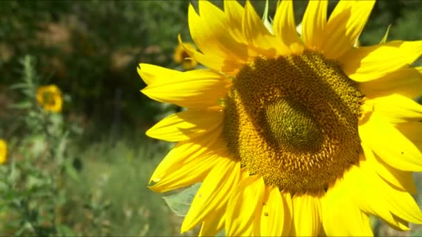 Girassol plantas no campo — Vídeo de Stock