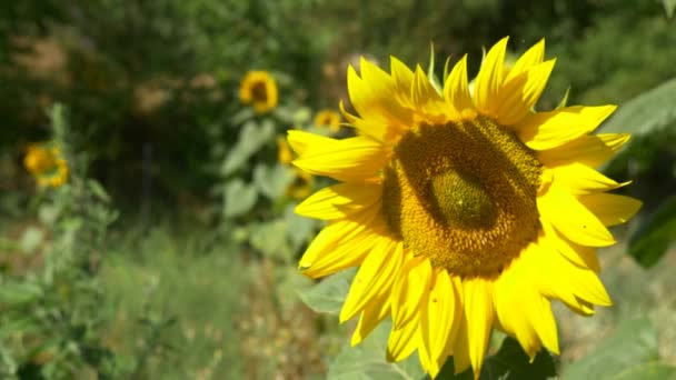 Tournesol dans le champ 