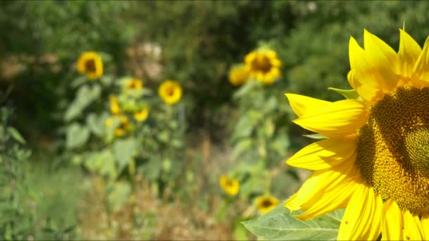 Girassol plantas no campo — Vídeo de Stock