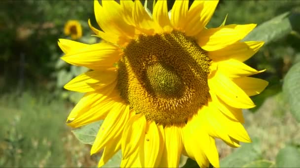 Tournesol dans le champ 
