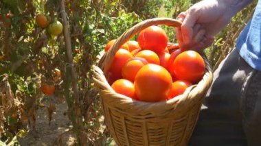 Kırmızı olgun domates hasat