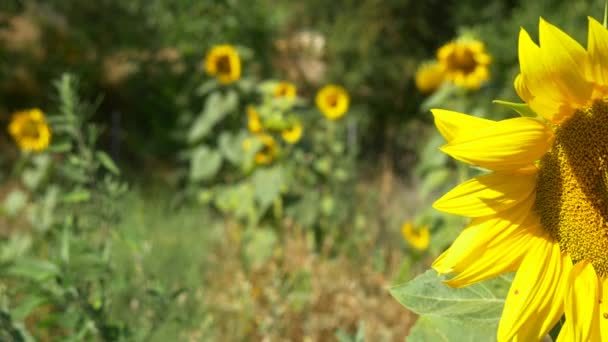Tournesol dans le champ 