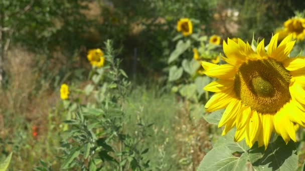 Соняшникові рослини в полі — стокове відео