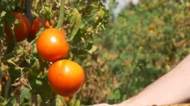 Kırmızı olgun domates hasat