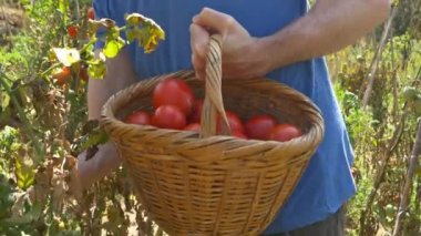 Kırmızı olgun domates hasat