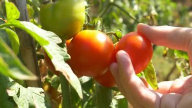 Kırmızı olgun domates hasat