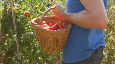 Kırmızı domates toplayan bir adam.