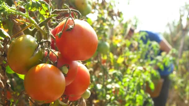 Oogst rode rijpe tomaten — Stockvideo