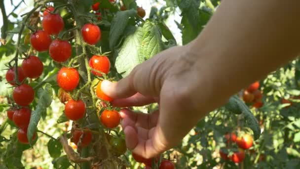 Cosecha de tomates rojos maduros — Vídeos de Stock