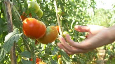 Kırmızı olgun domates hasat