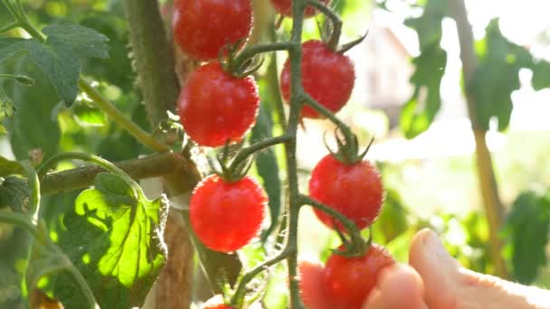 Oogst rode rijpe tomaten — Stockvideo