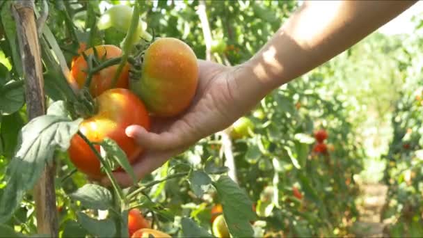 Sklízení červené zralých rajčat — Stock video