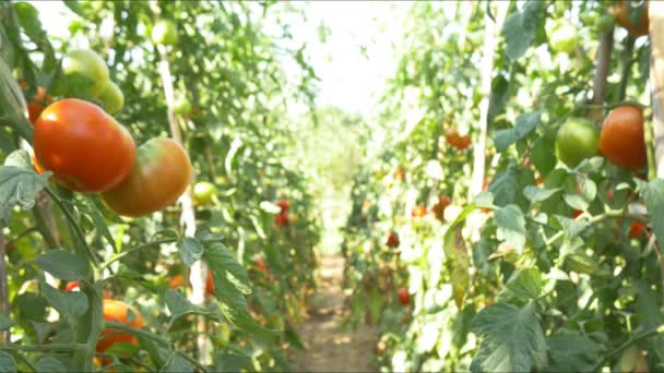 Ekologiska röda mogna tomater — Stockvideo