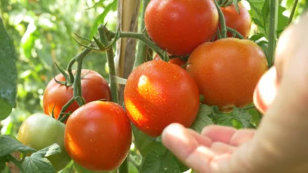 Збирання червоних стиглих помідорів — стокове відео