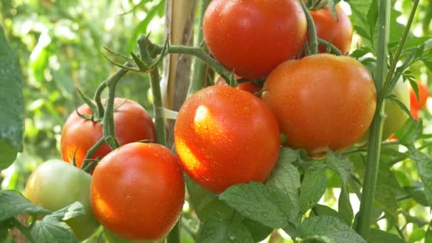 Organic red ripe tomatoes — Stock Video