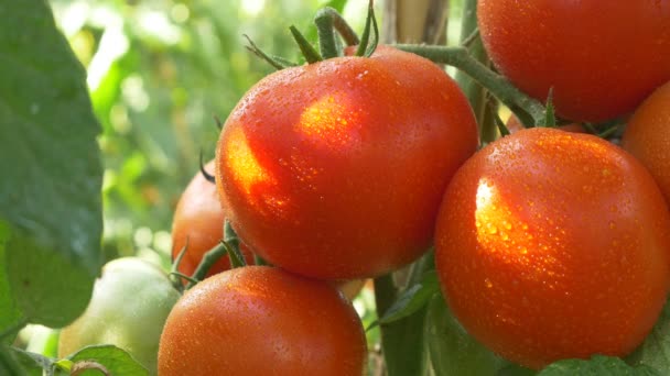 Ekologiska röda mogna tomater — Stockvideo