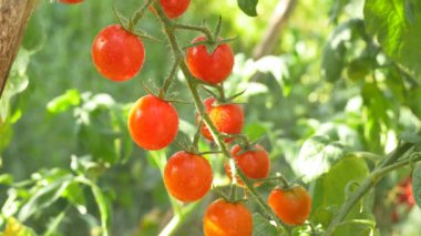 Kırmızı olgun domates hasat