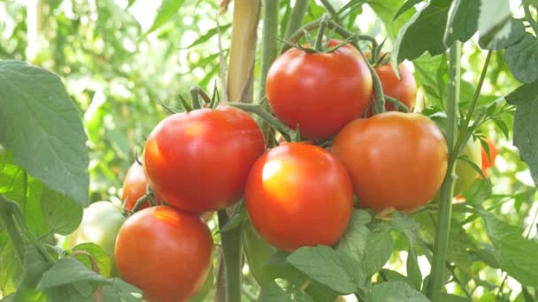 Zalévání červený zralých rajčat