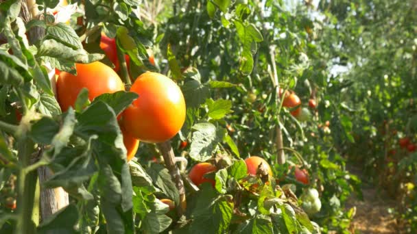 Tomates maduros rojos ecológicos — Vídeo de stock