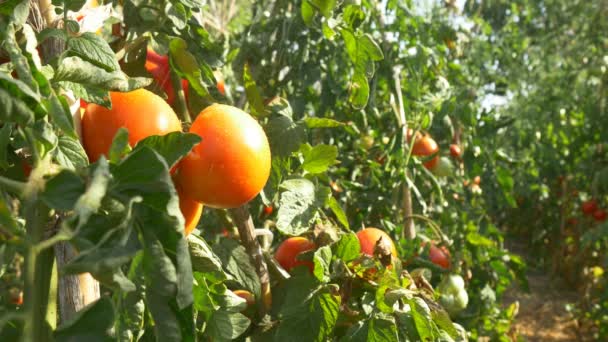 Tomates maduros rojos ecológicos — Vídeos de Stock