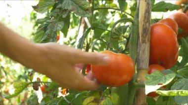 Kırmızı olgun domates hasat