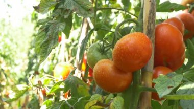 Kırmızı olgun domates hasat