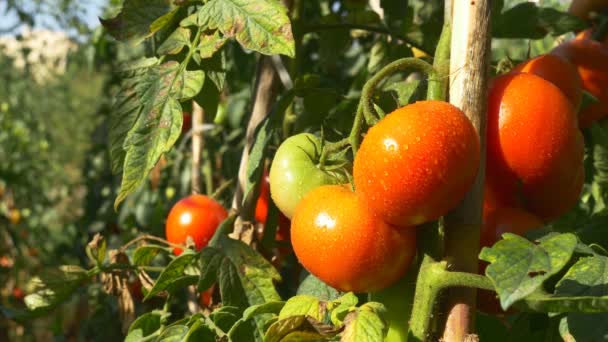 Organic red ripe tomatoes — Stock Video