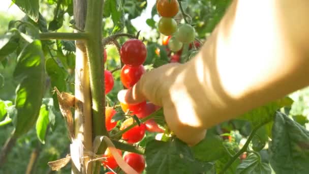 Colheita de tomates vermelhos maduros — Vídeo de Stock