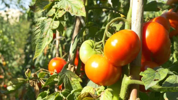 Tomates maduros rojos ecológicos — Vídeos de Stock