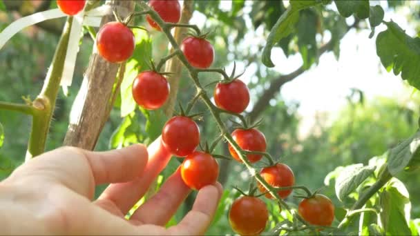 Colheita de tomates vermelhos maduros — Vídeo de Stock