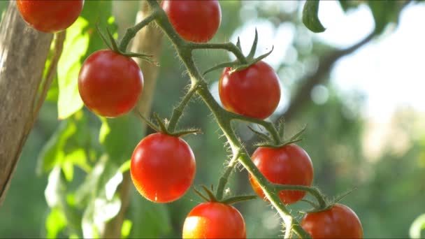 Органические красные спелые помидоры — стоковое видео