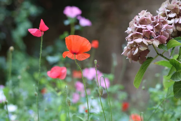 Tarlada yabani çiçekler.