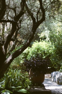 Bahçenin güzel manzarası ve eski vazosu.