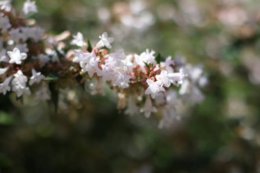 Küçük çiçekleri olan büyüleyici bir ağaç dalı..
