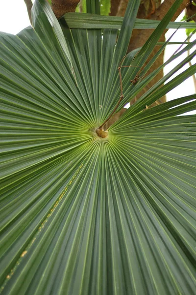 Palm leaf fotoğrafçılığı kapat